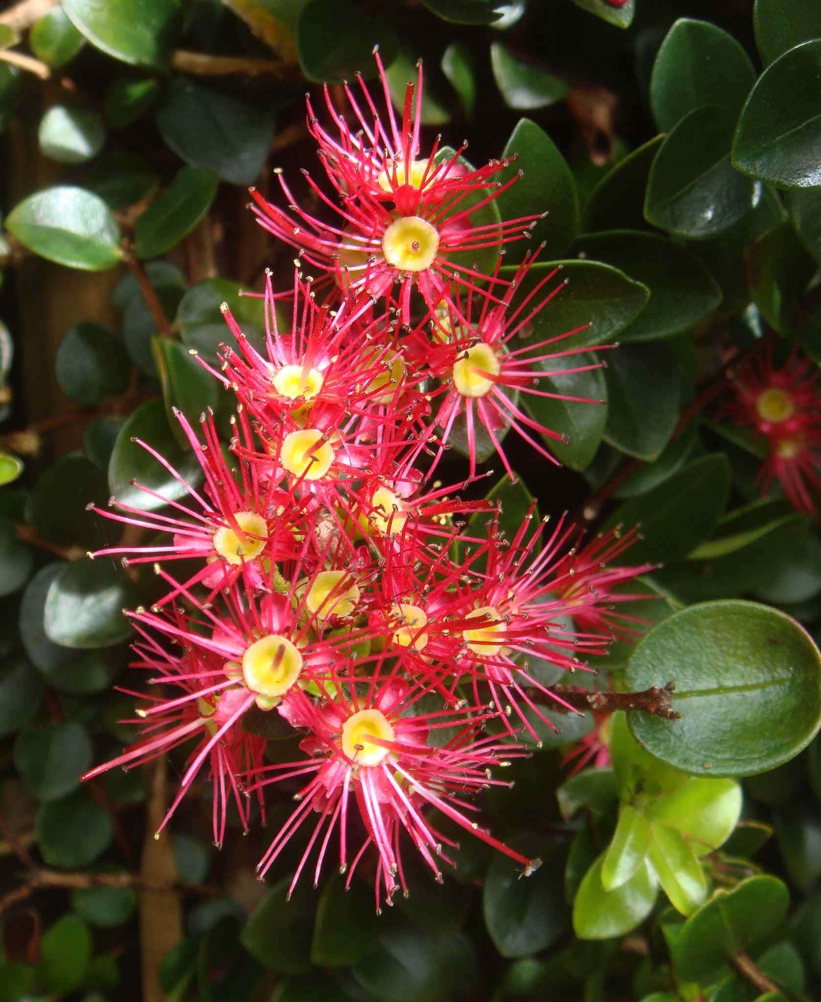 Metrosideros carminea