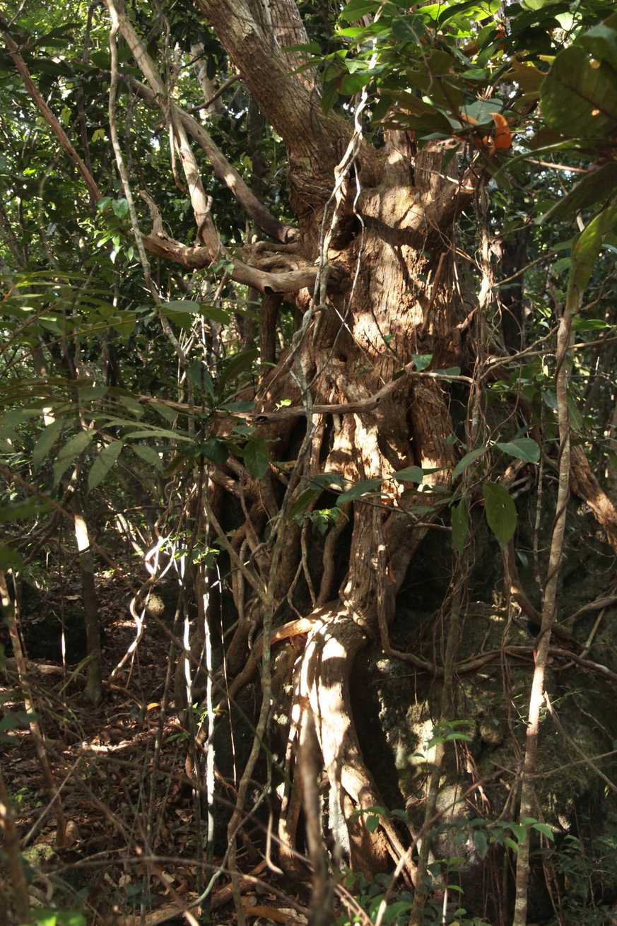 Metrosideros elegans