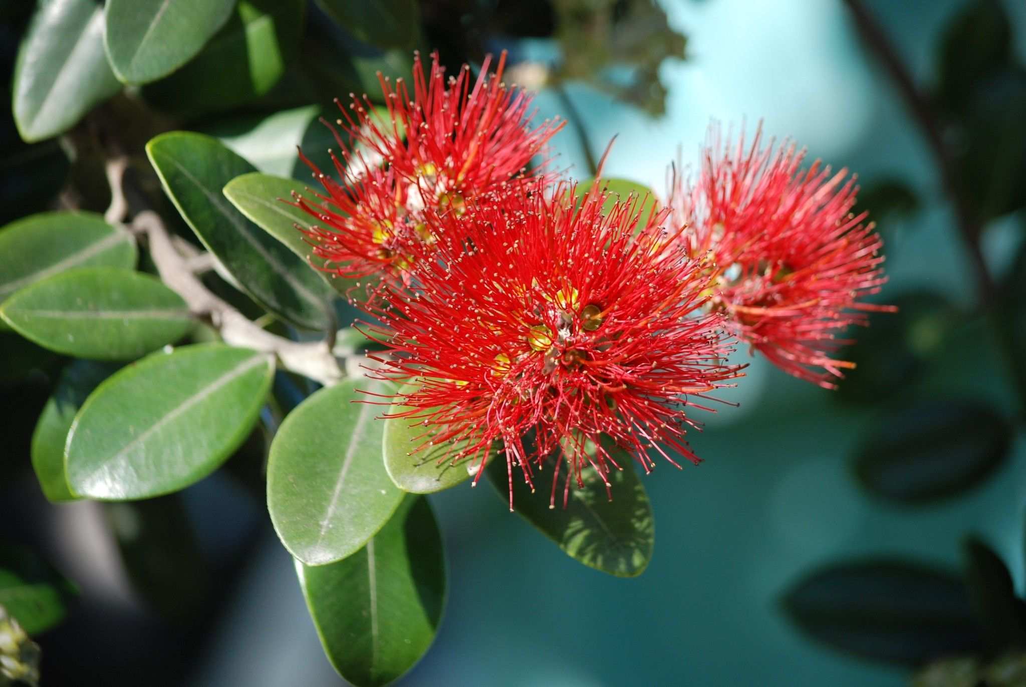 Metrosideros excelsa