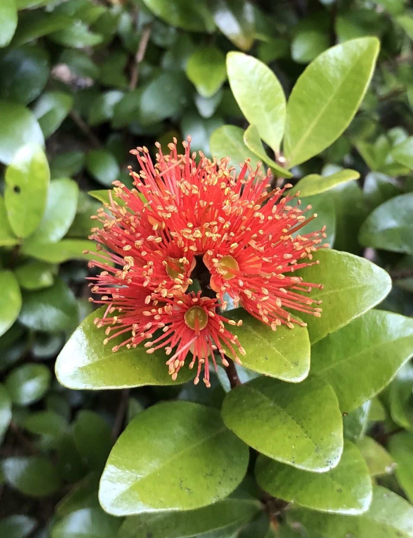 Metrosideros fulgens