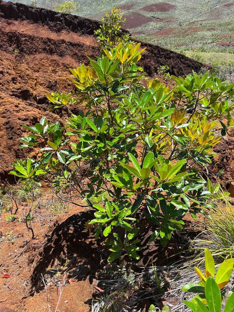 Metrosideros laurifolia