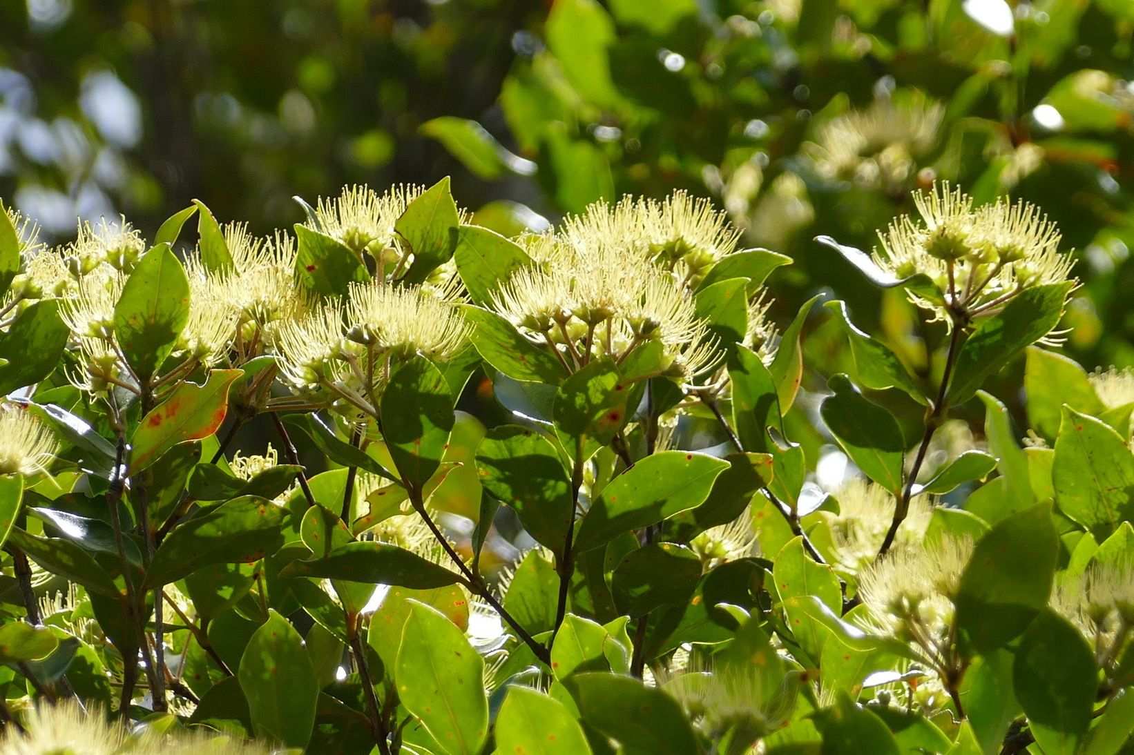 Metrosideros nitida