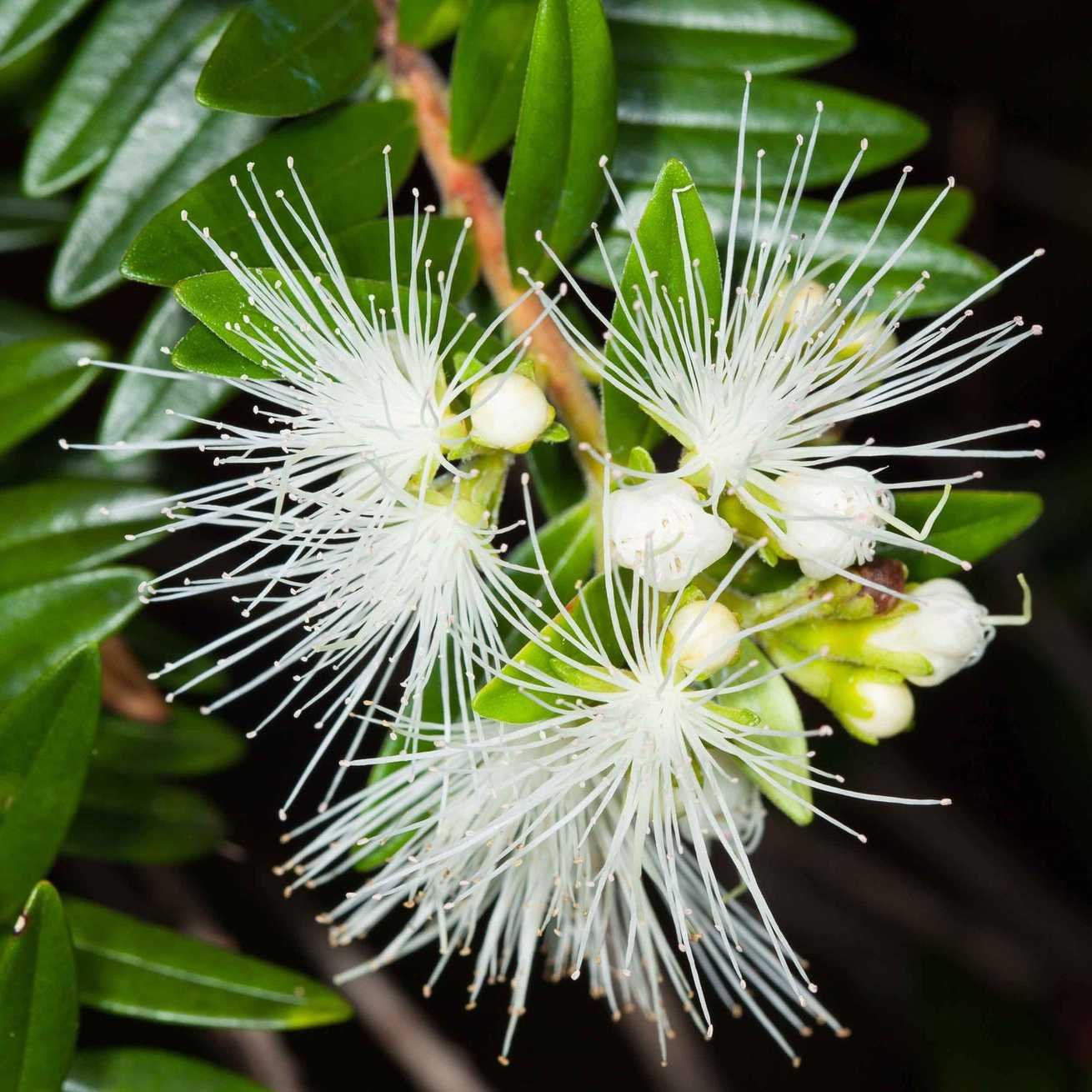 Metrosideros operculata