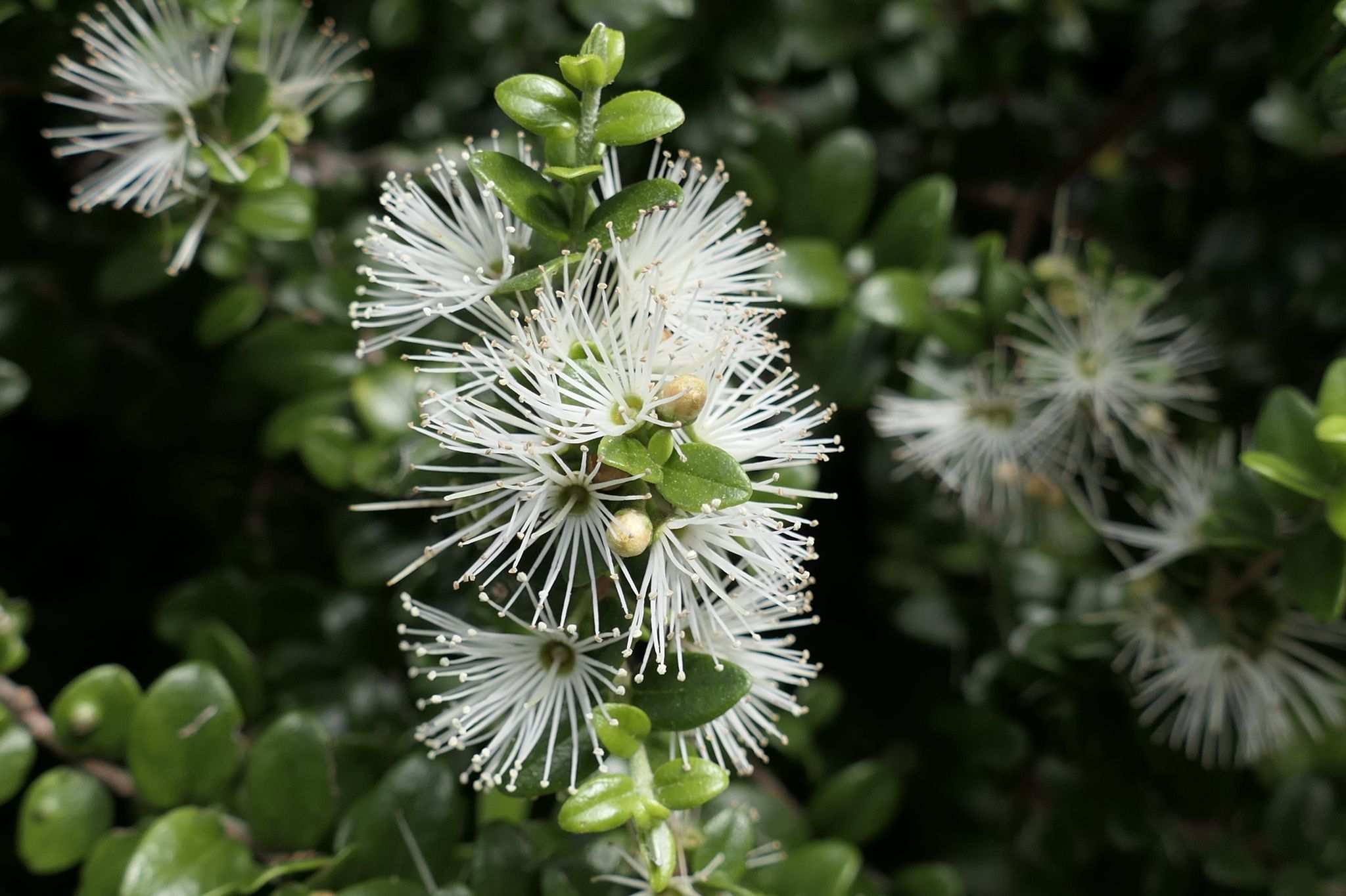 Metrosideros perforata