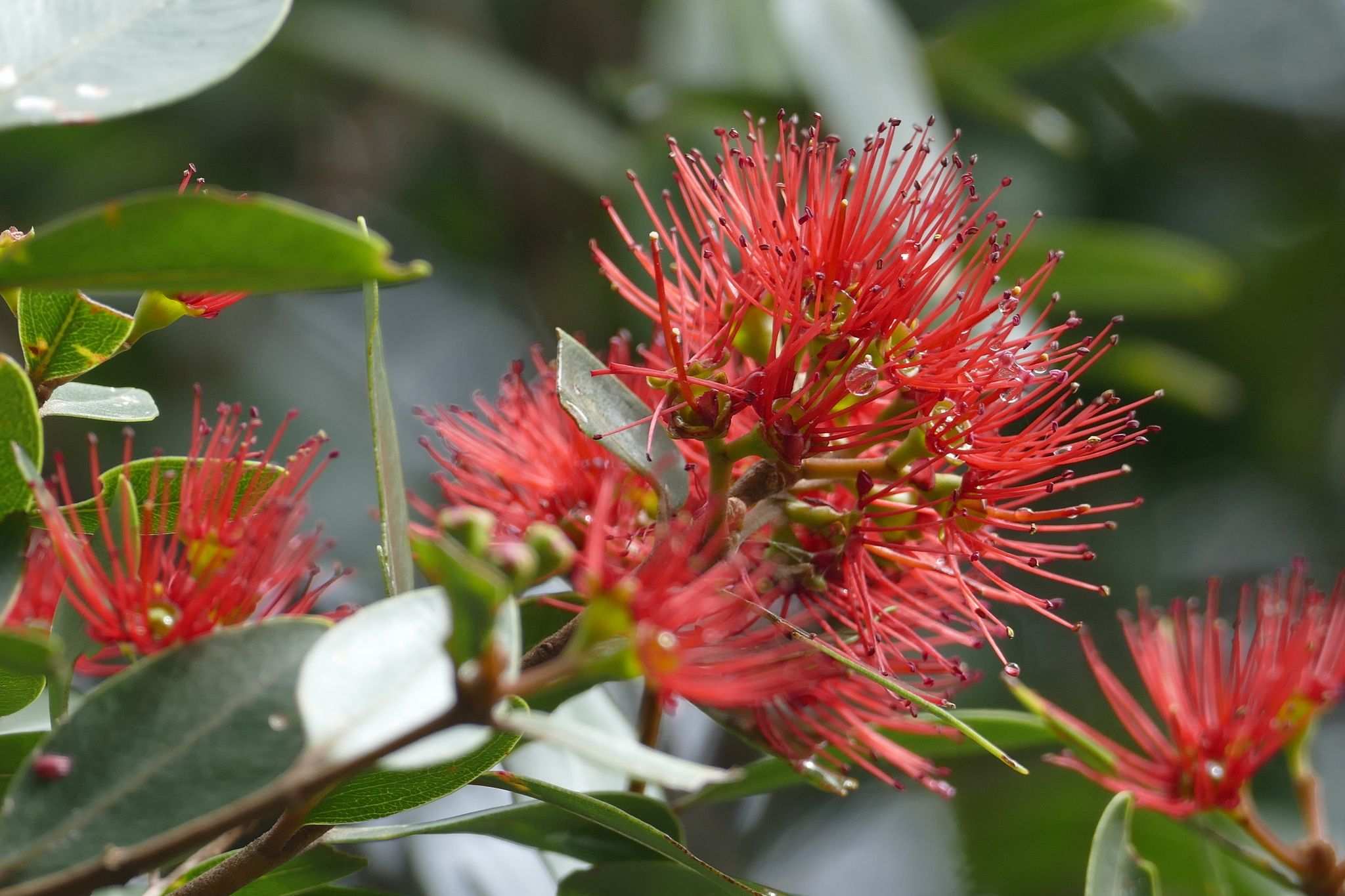 Metrosideros robusta