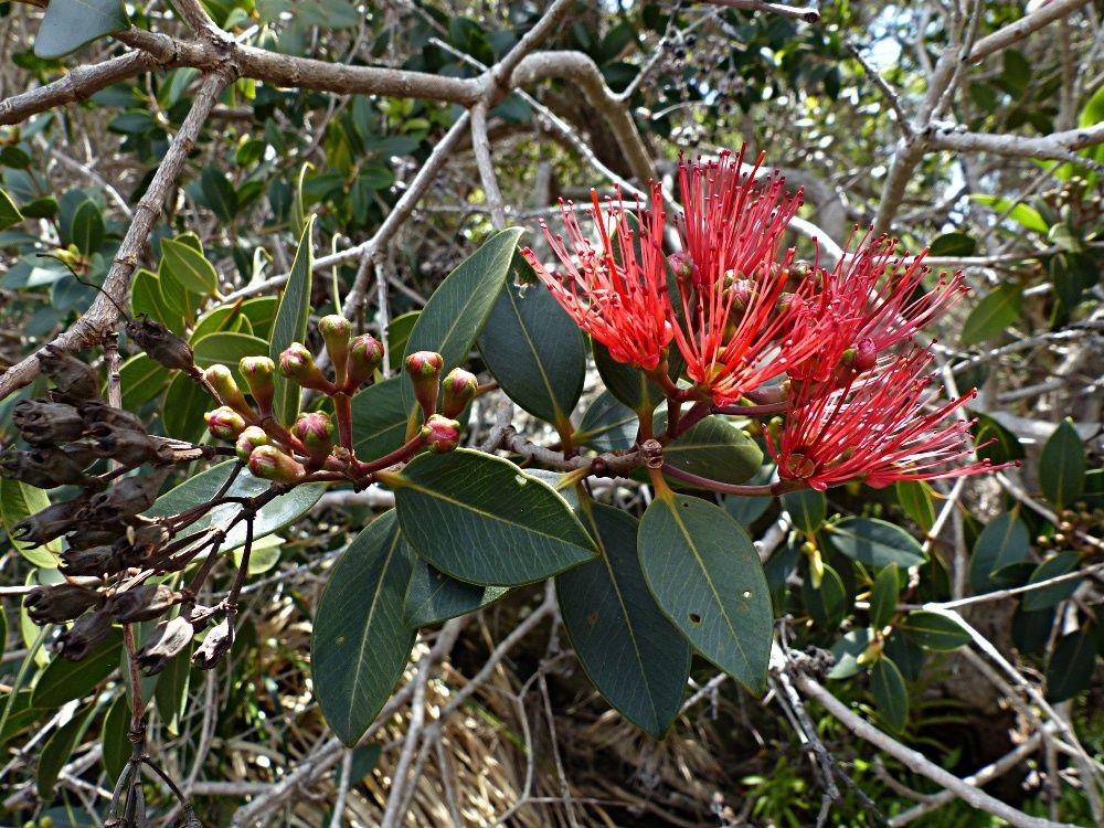 Metrosideros sclerocarpa