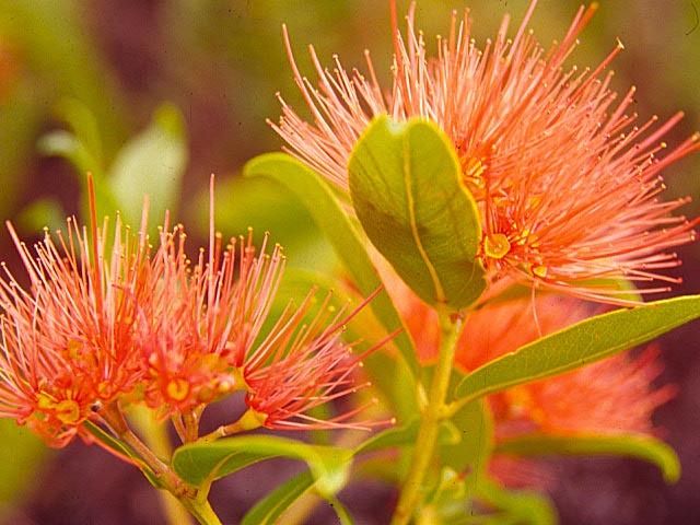 Metrosideros vitiensis