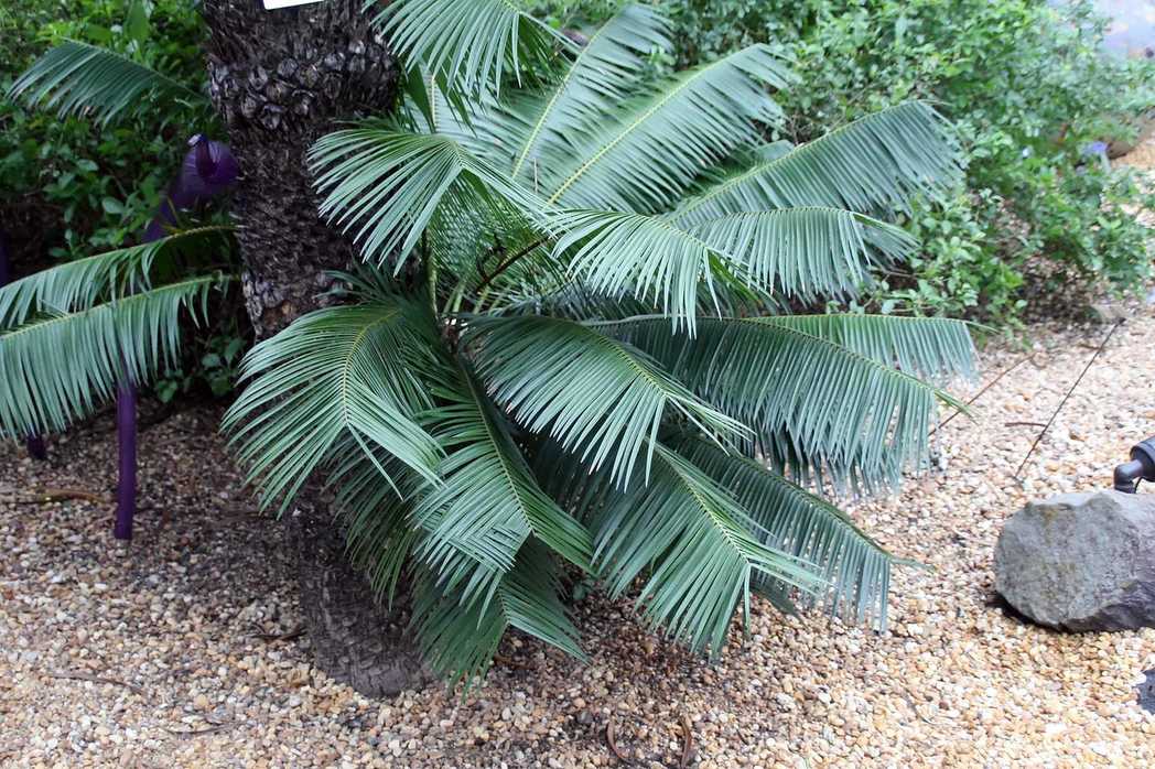 Microcycas