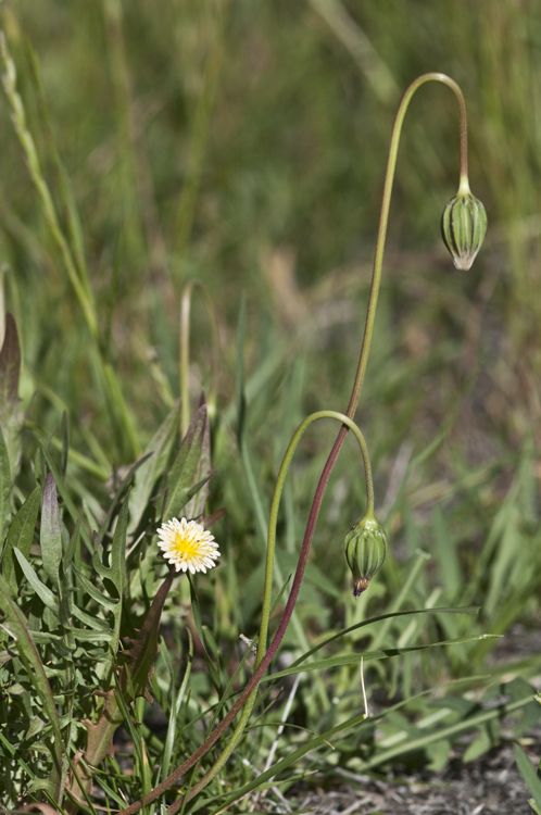Microseris douglasii