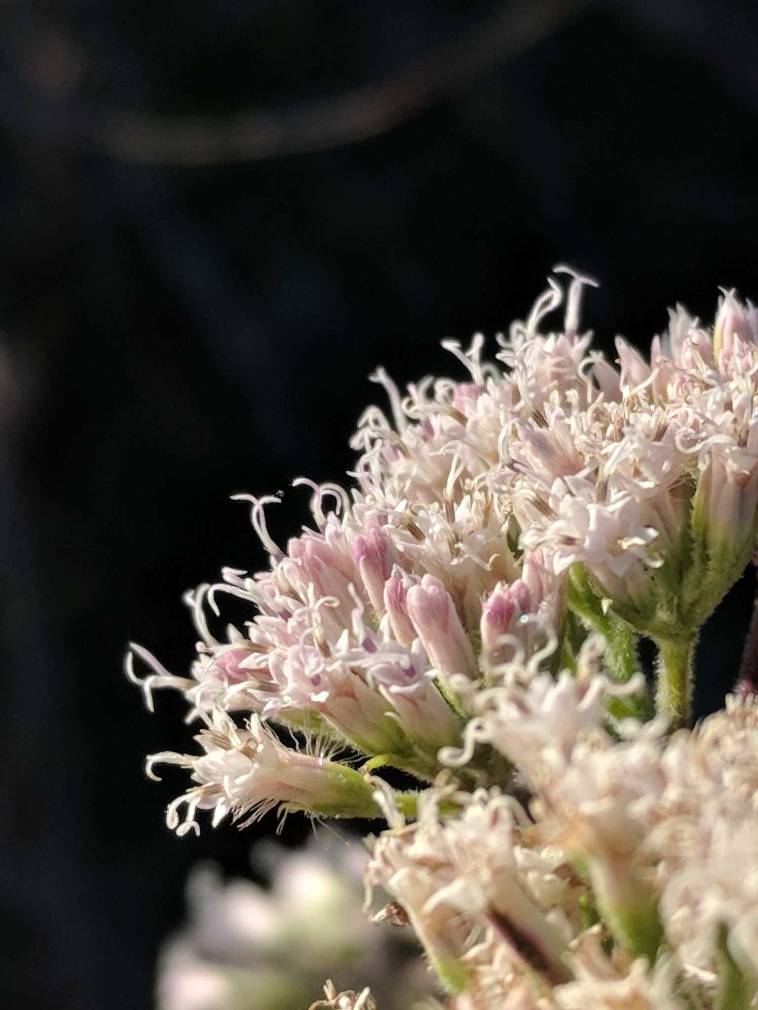 Mikania cordifolia