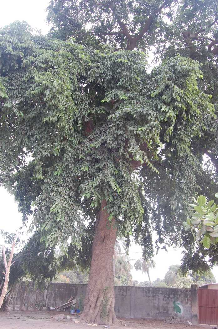 Milicia regia