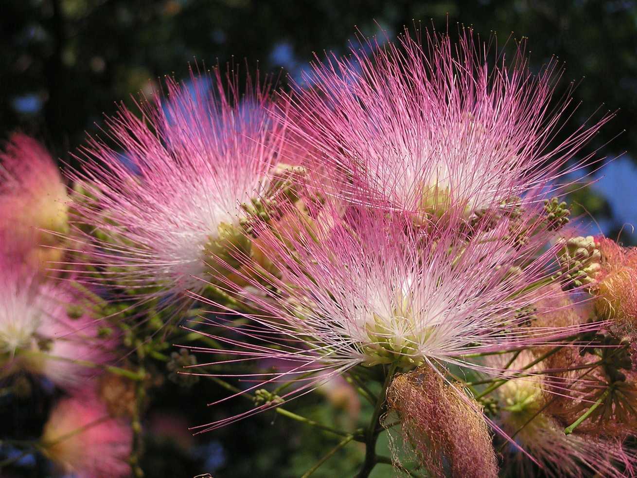 Mimosa