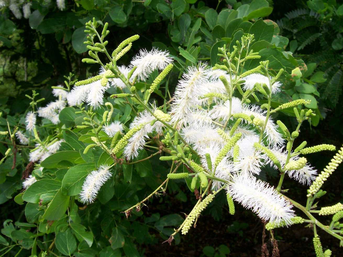 Mimosa caesalpiniifolia