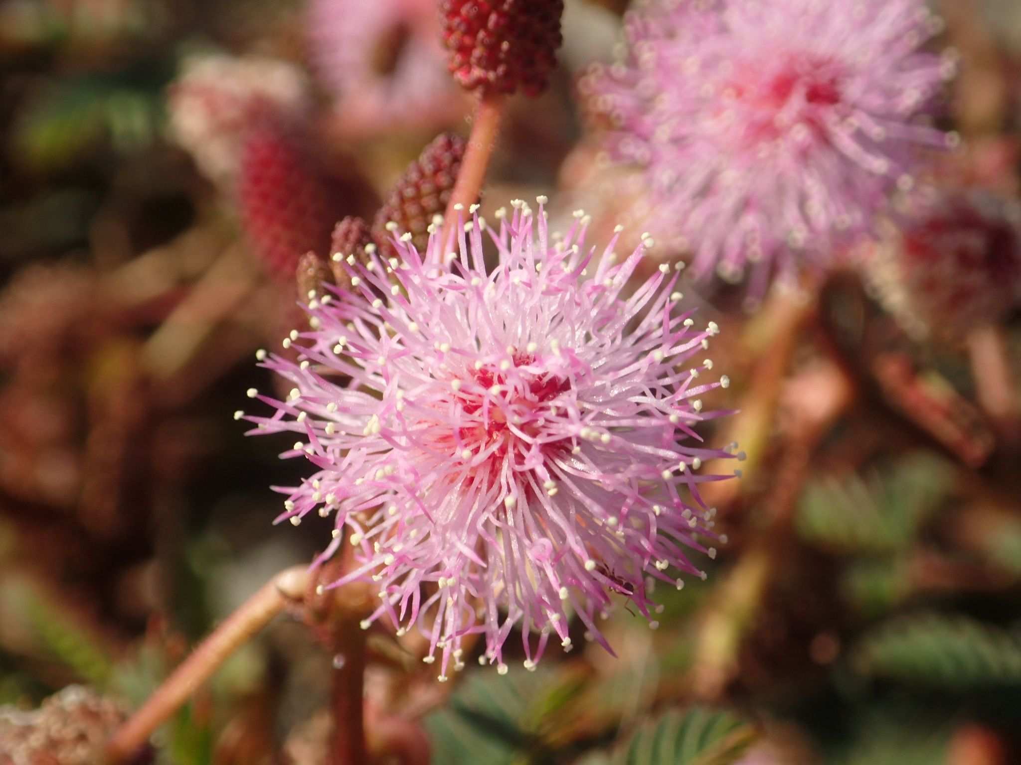 Mimosa pudica