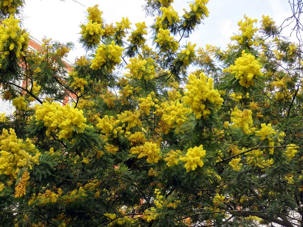 Mimosa scabrella