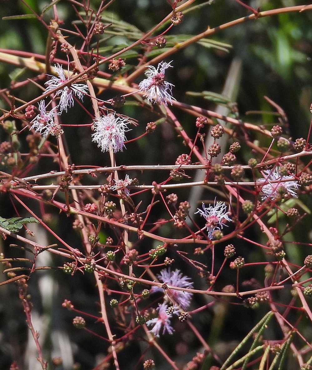 Mimosa somnians
