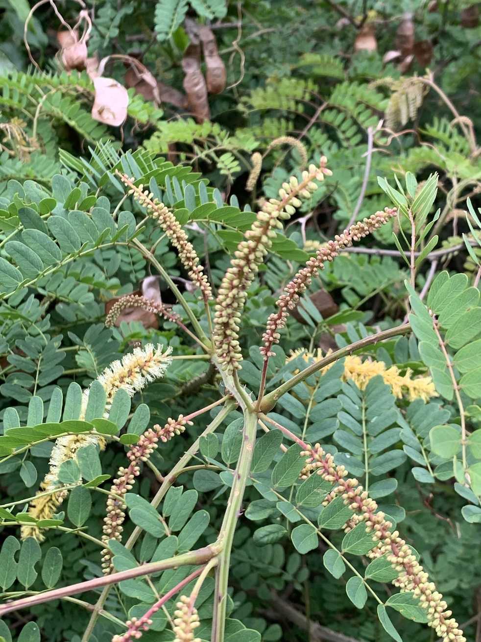 Mimosa sp.
