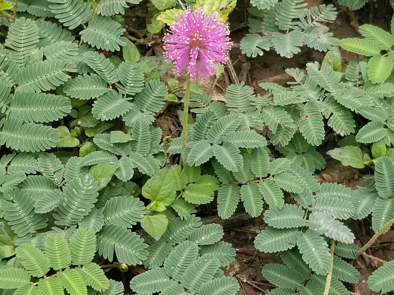Mimosa strigillosa