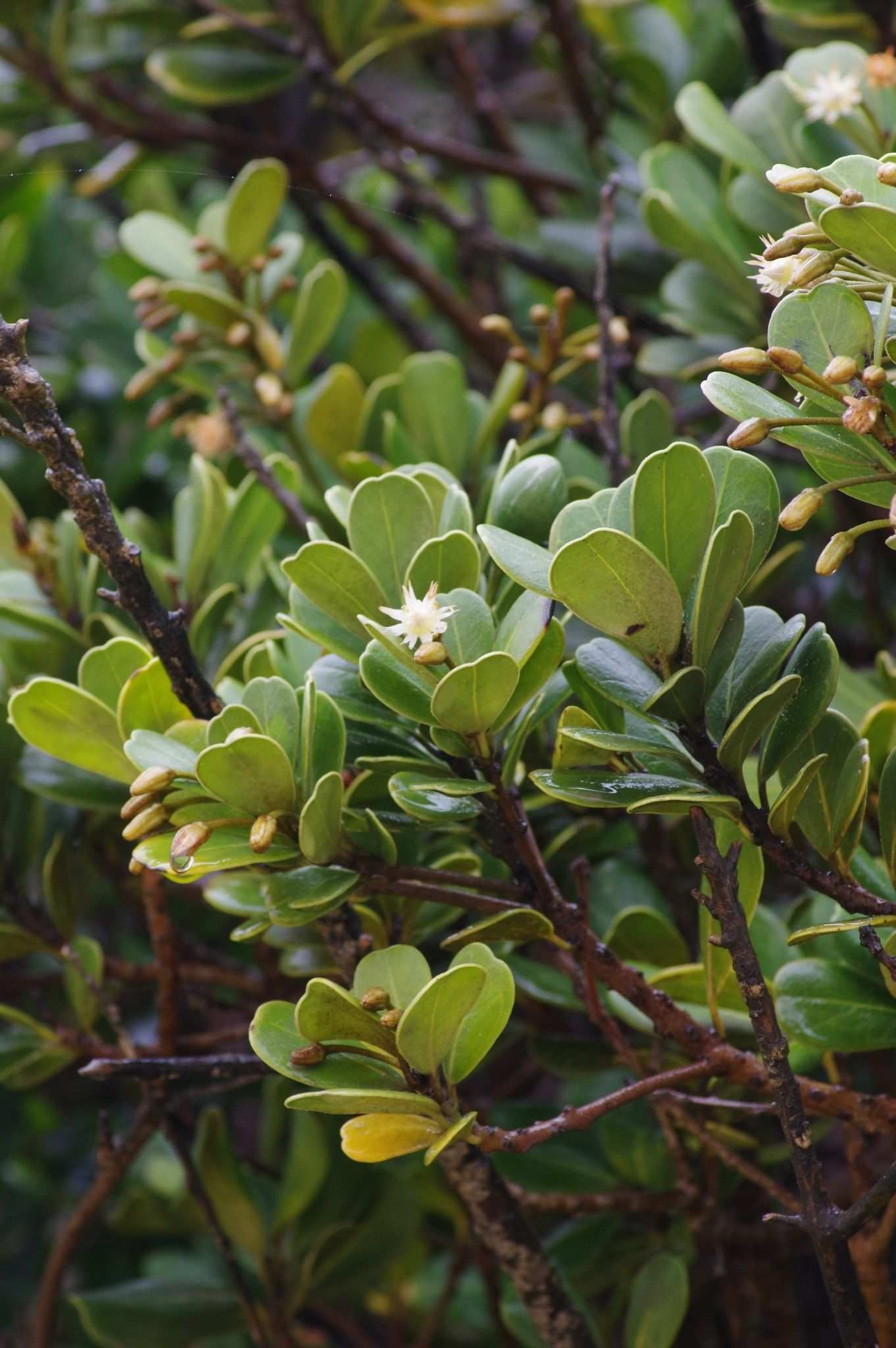 Mimusops caffra