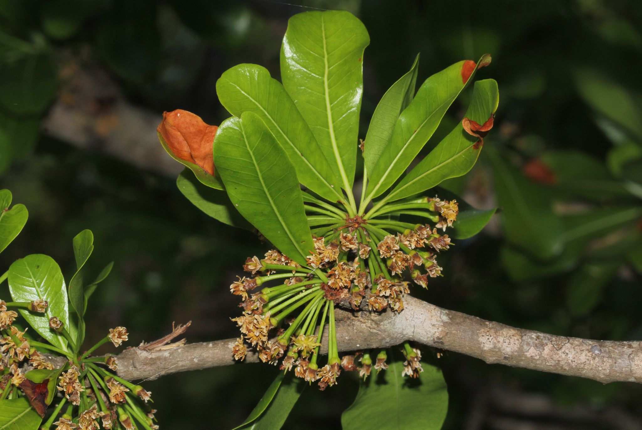 Mimusops sp.