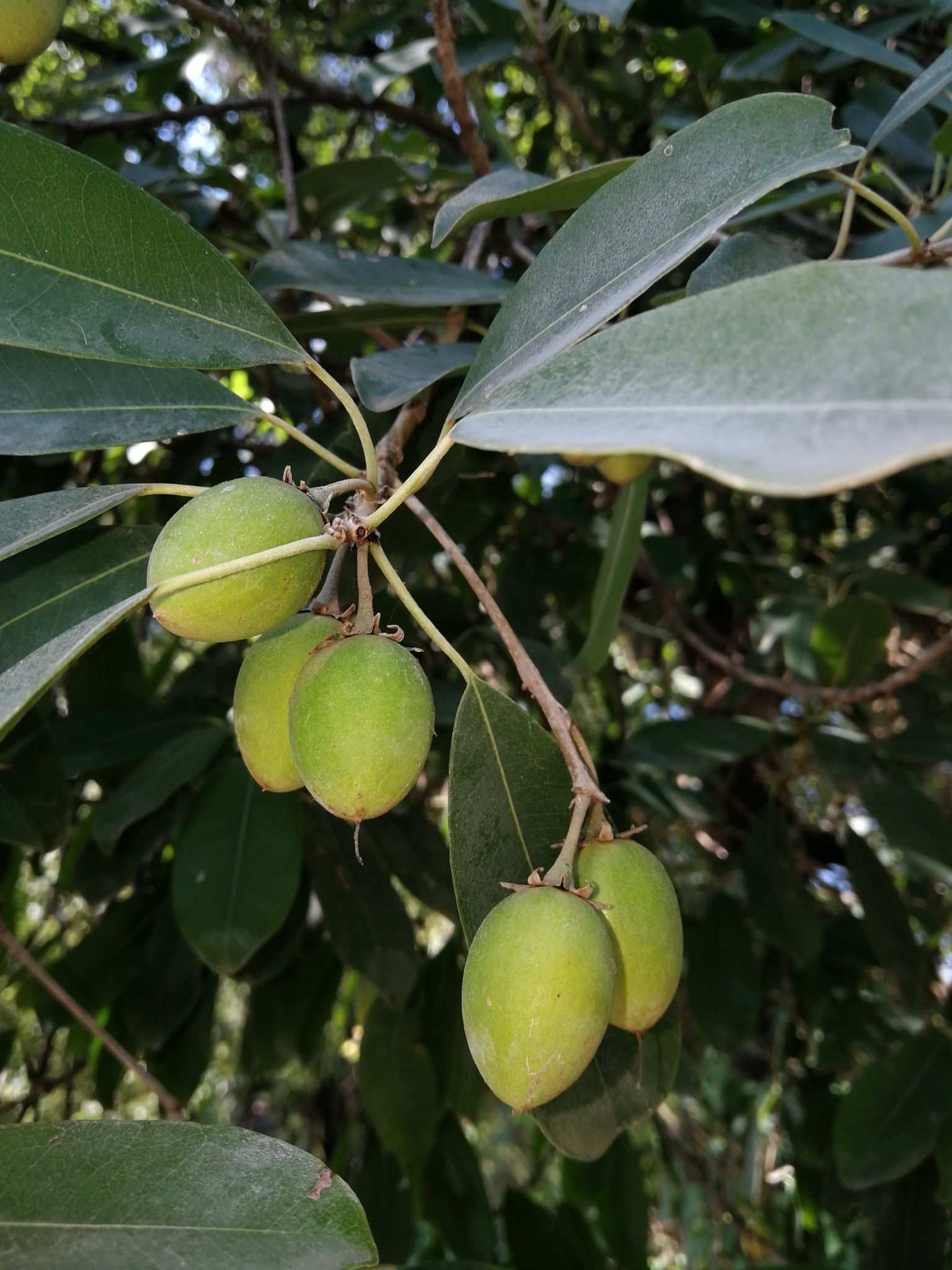 Mimusops zeyheri