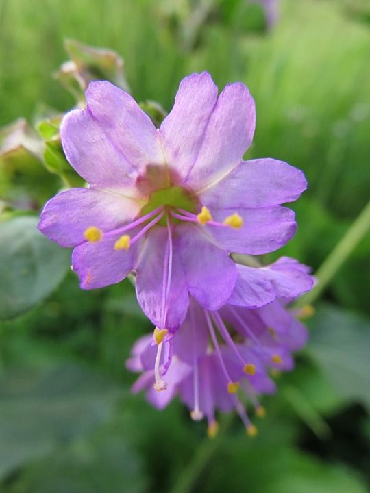 Mirabilis nyctaginea