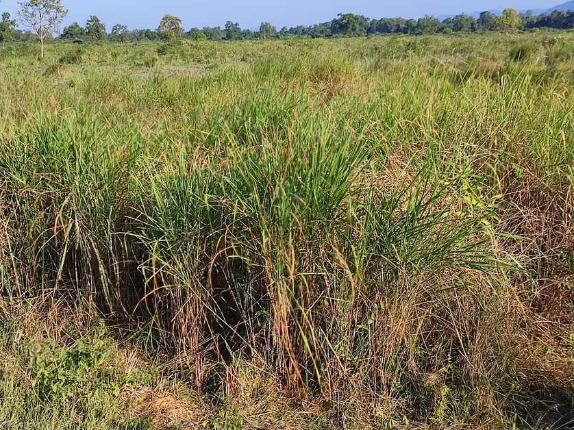 Miscanthus fuscus