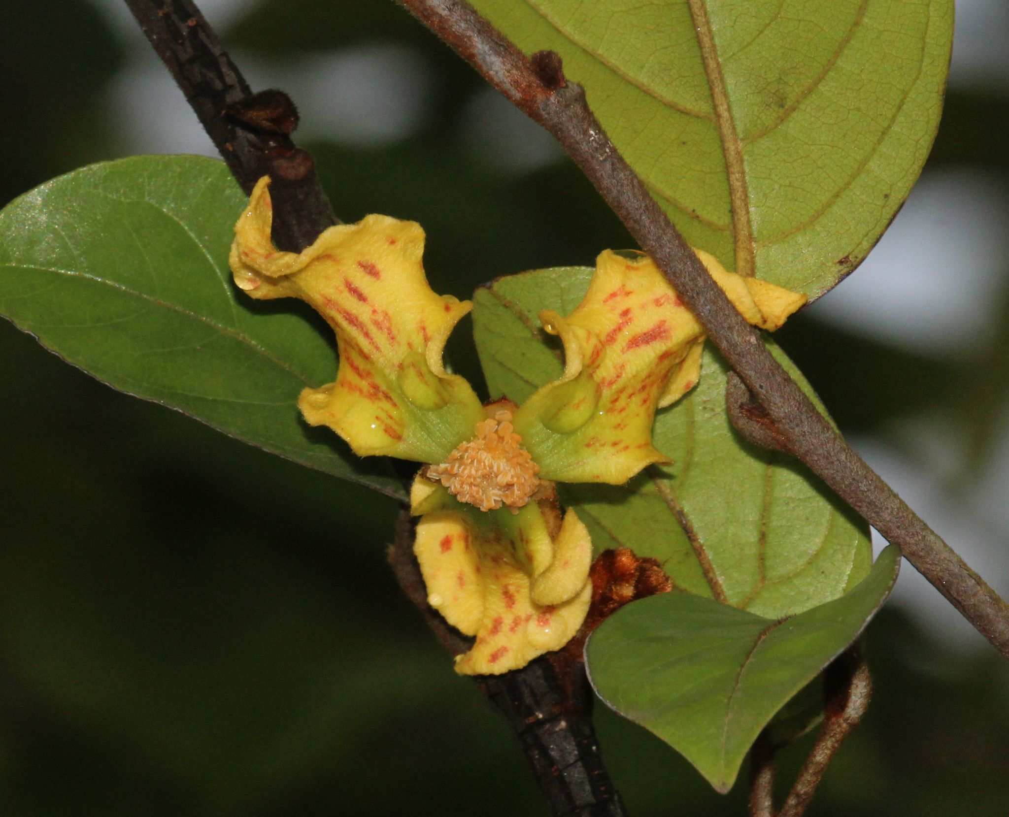 Mitrephora maingayi