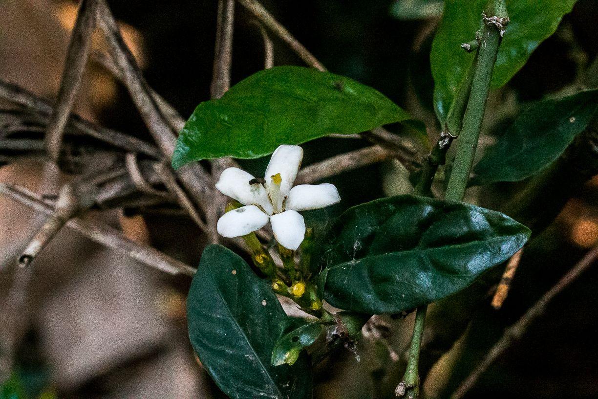 Mitriostigma axillare