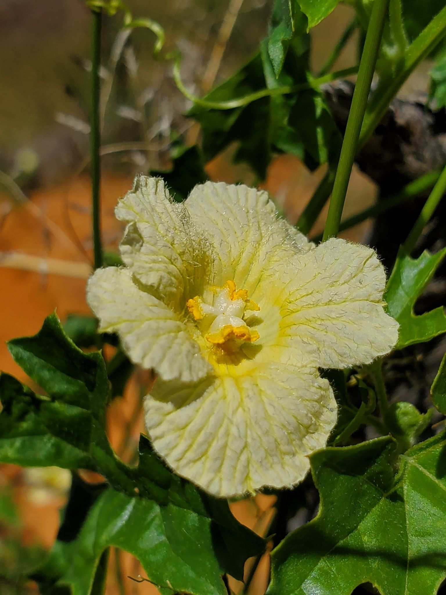 Momordica balsamina