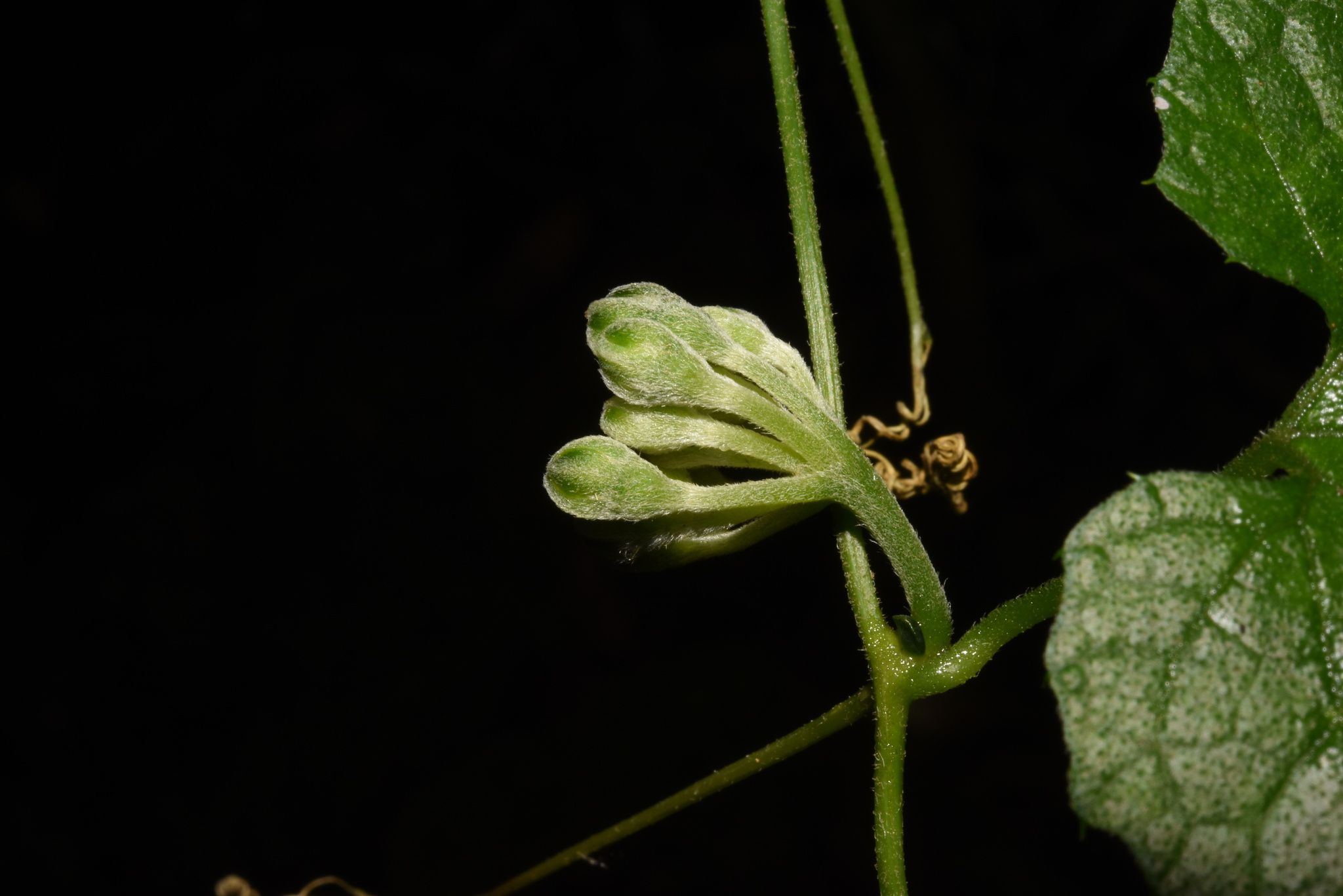 Momordica calantha