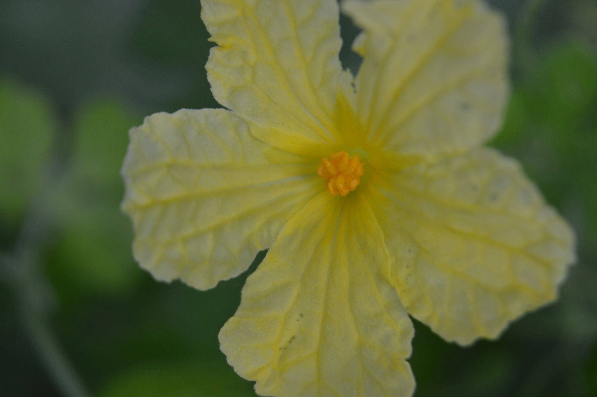 Momordica charantia