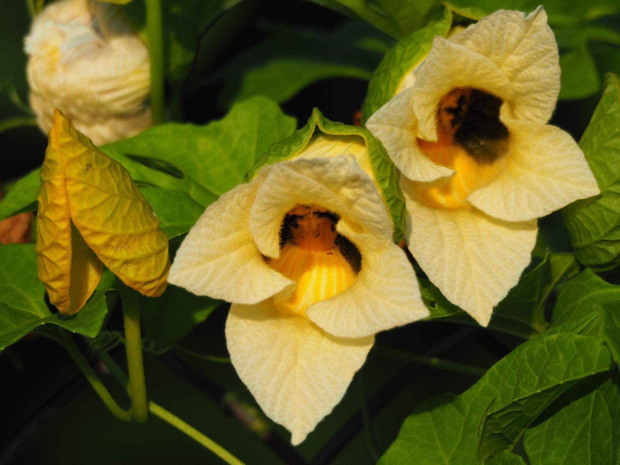 Momordica cochinchinensis