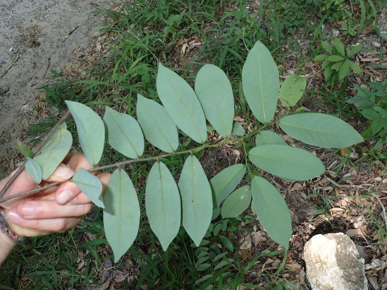 Monanthotaxis fornicata