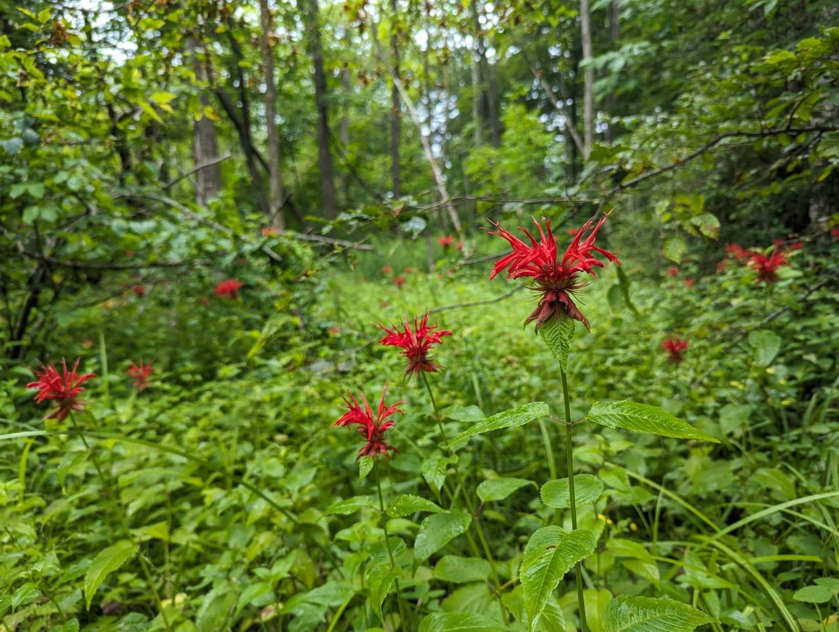 Monarda didyma