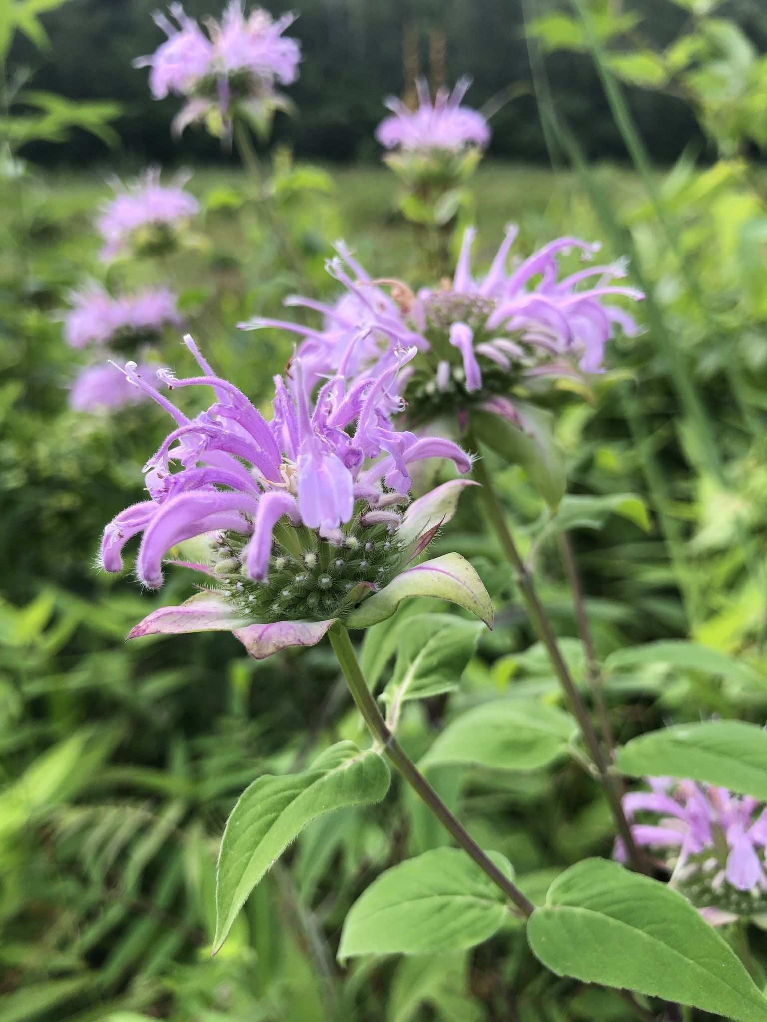 Monarda fistulosa