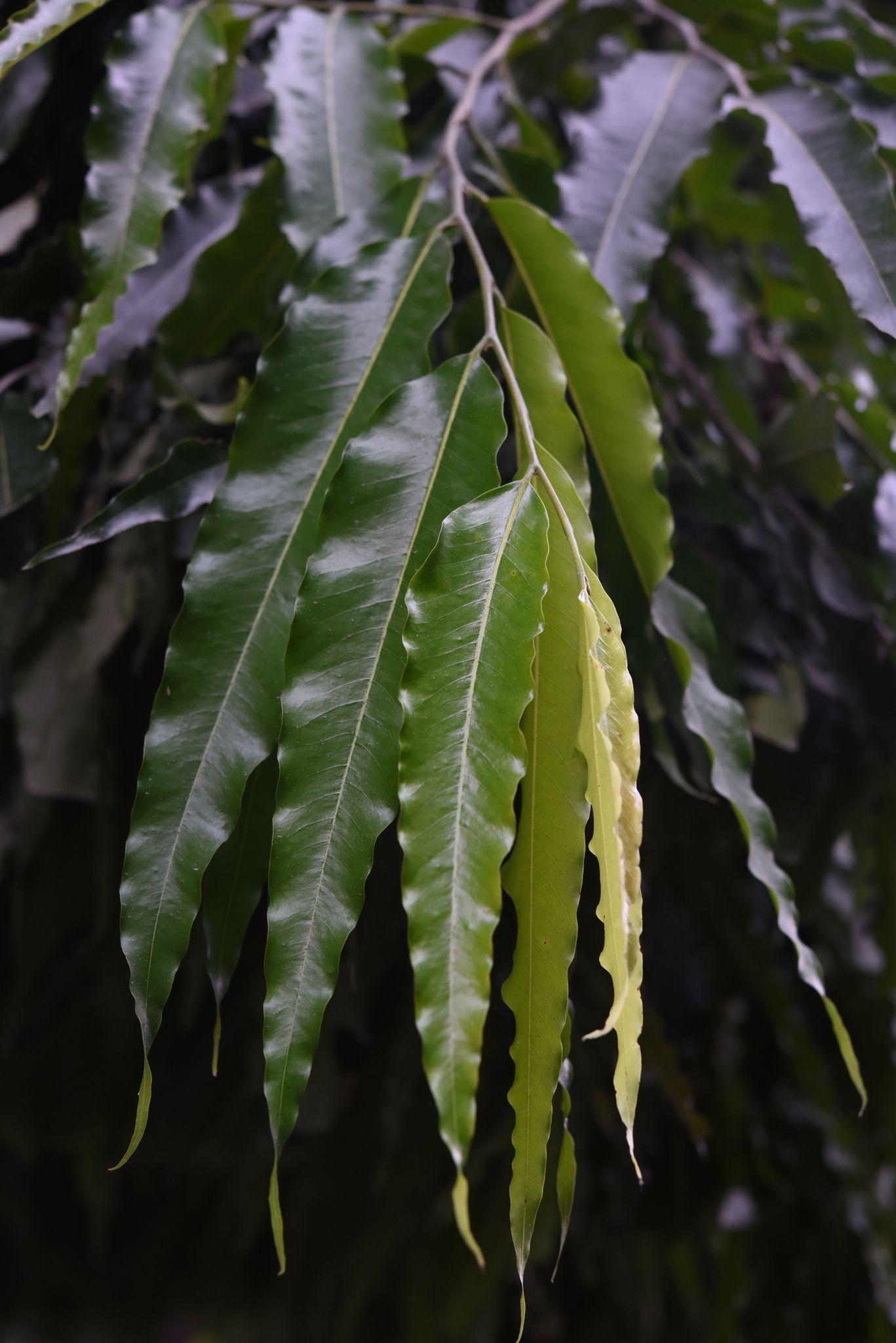 Monoon longifolium