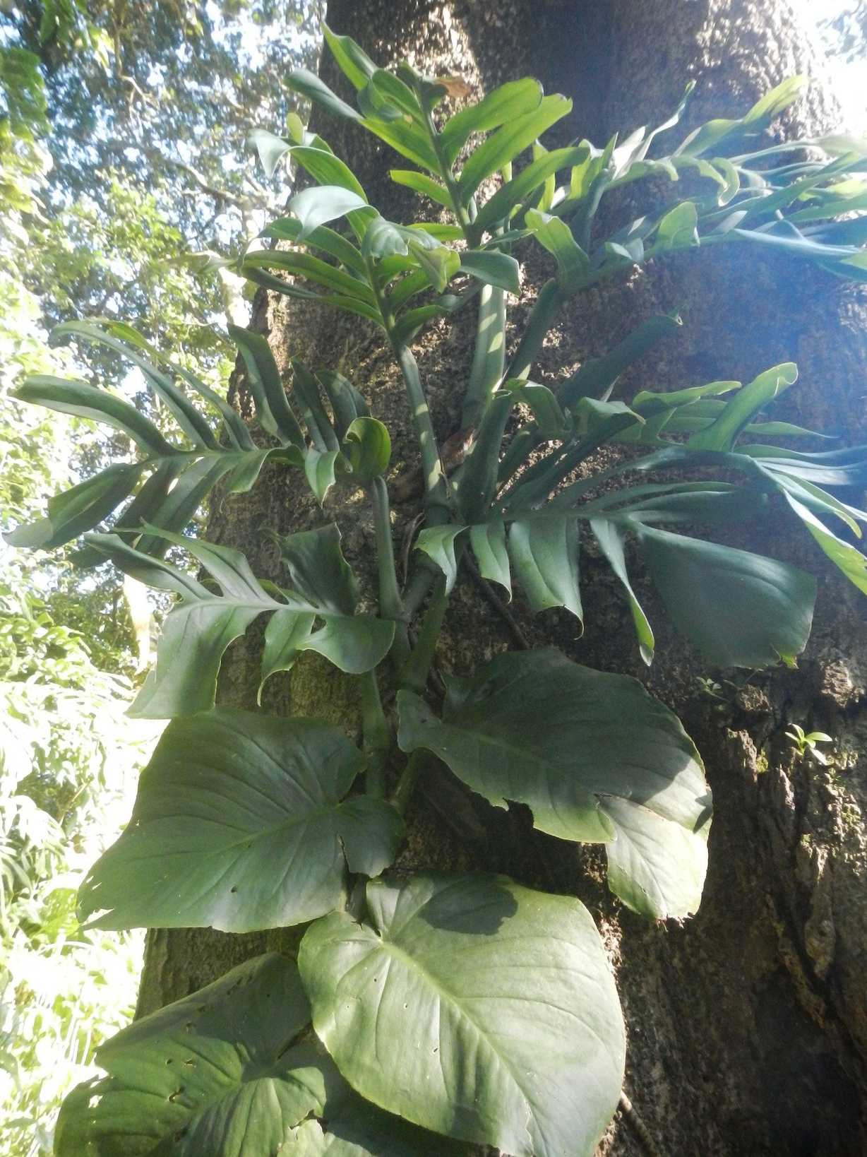 Monstera tenuis