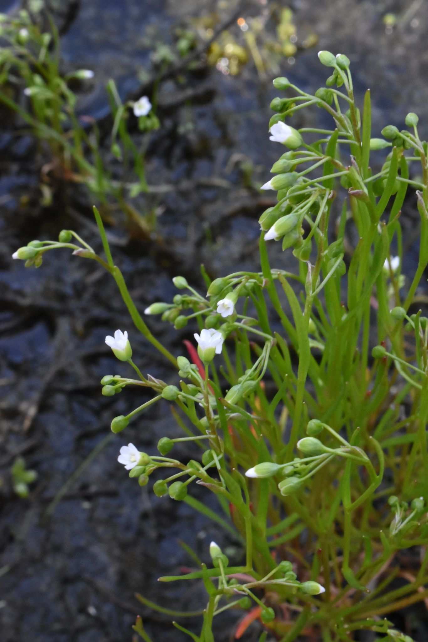 Montia linearis