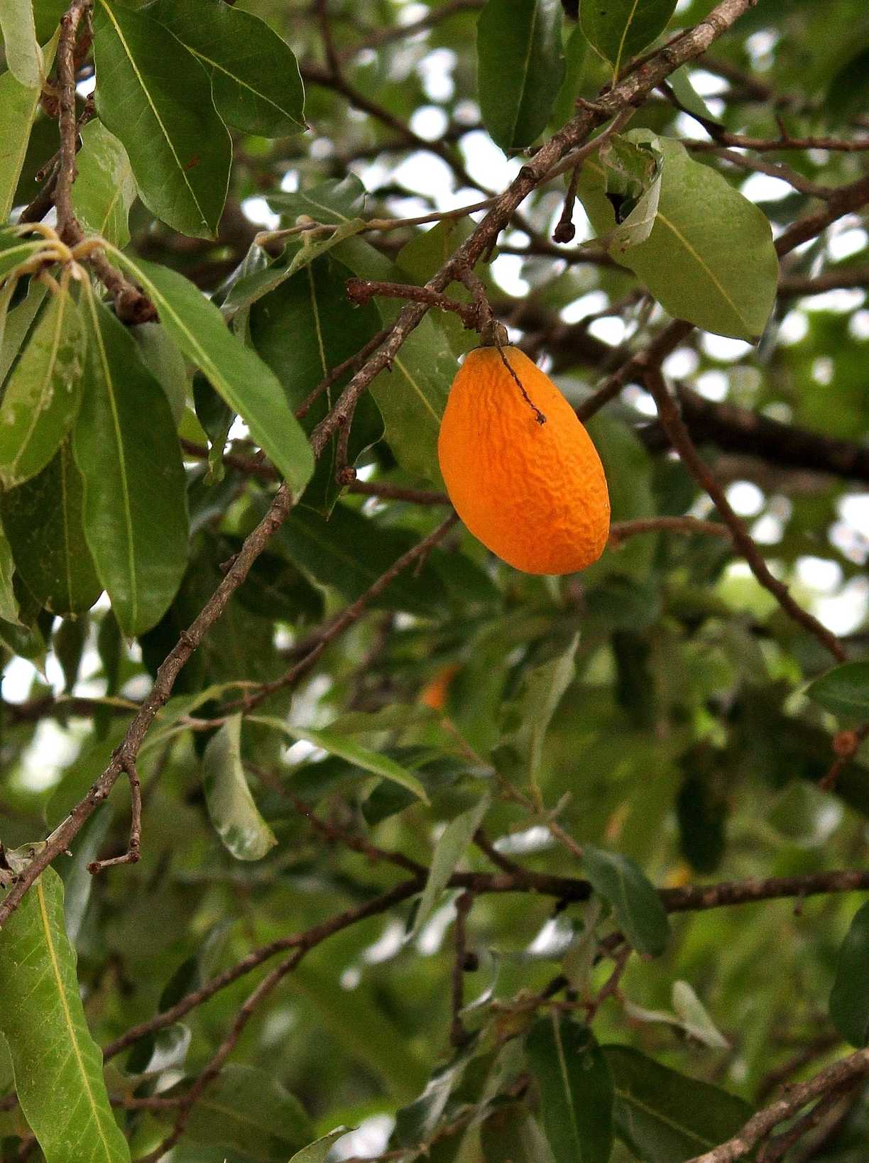 Moquilea tomentosa