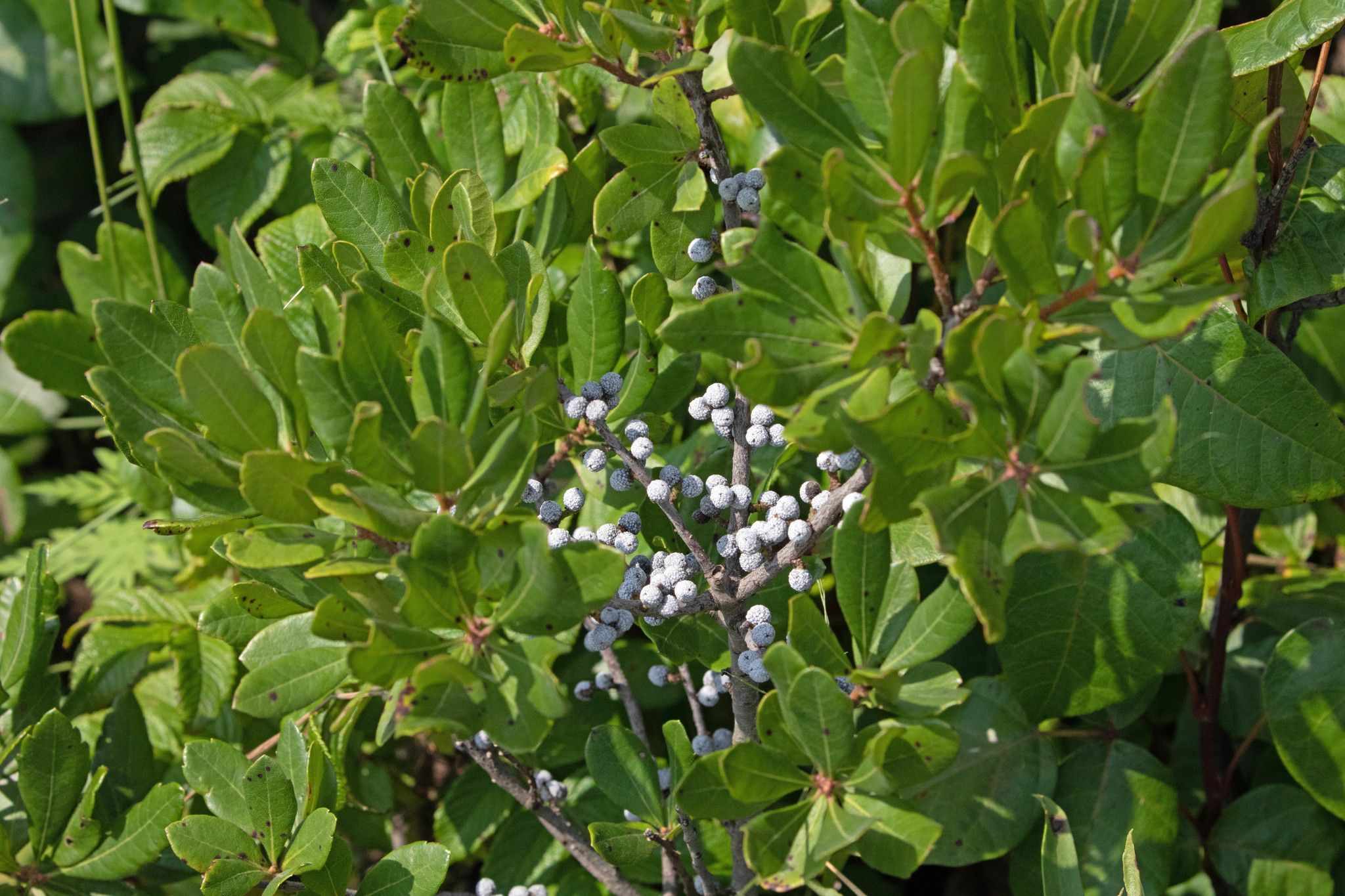 Morella pensylvanica