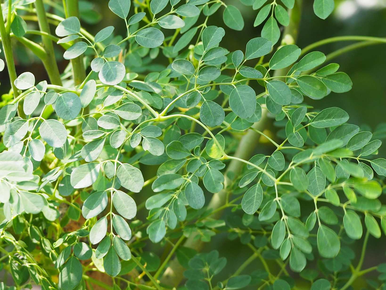 Moringa oleifera