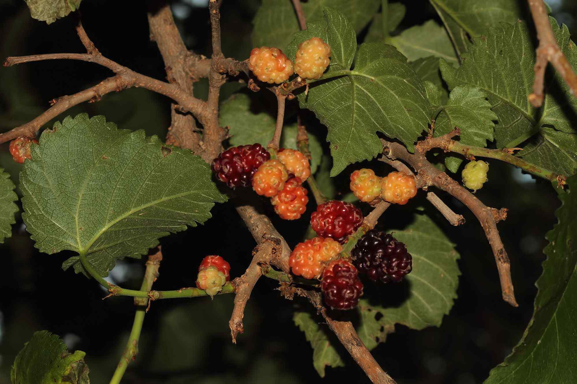Morus nigra