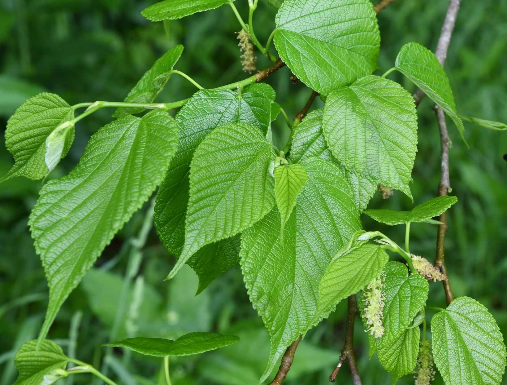 Morus rubra