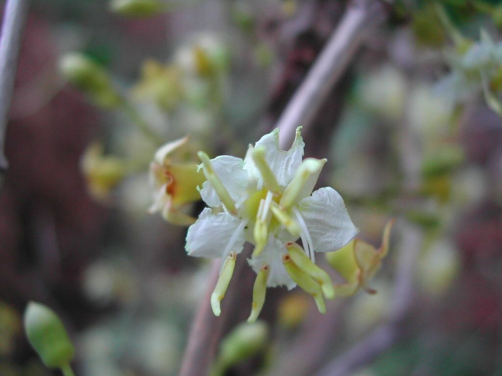 Mouriri elliptica