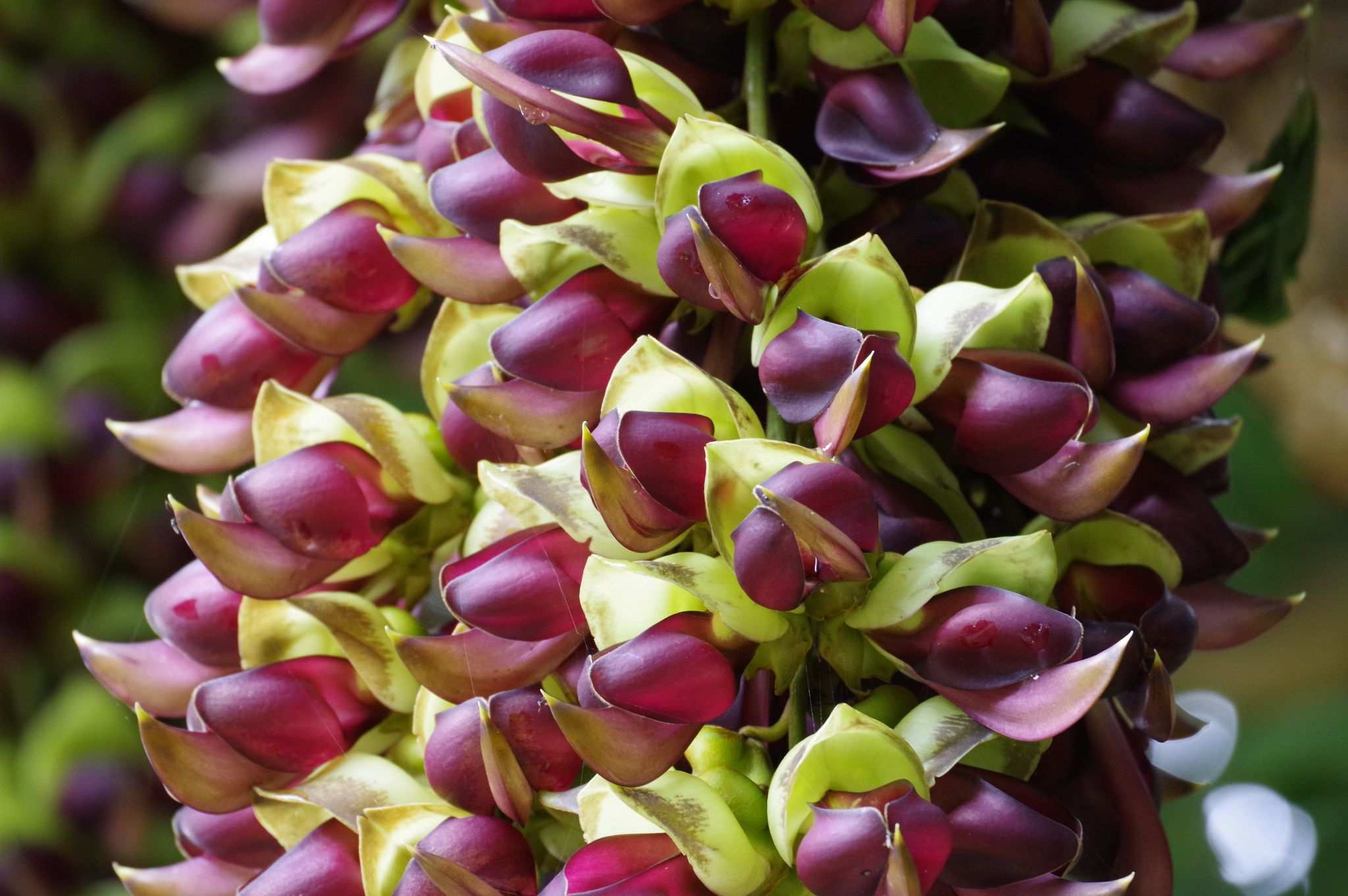 Mucuna