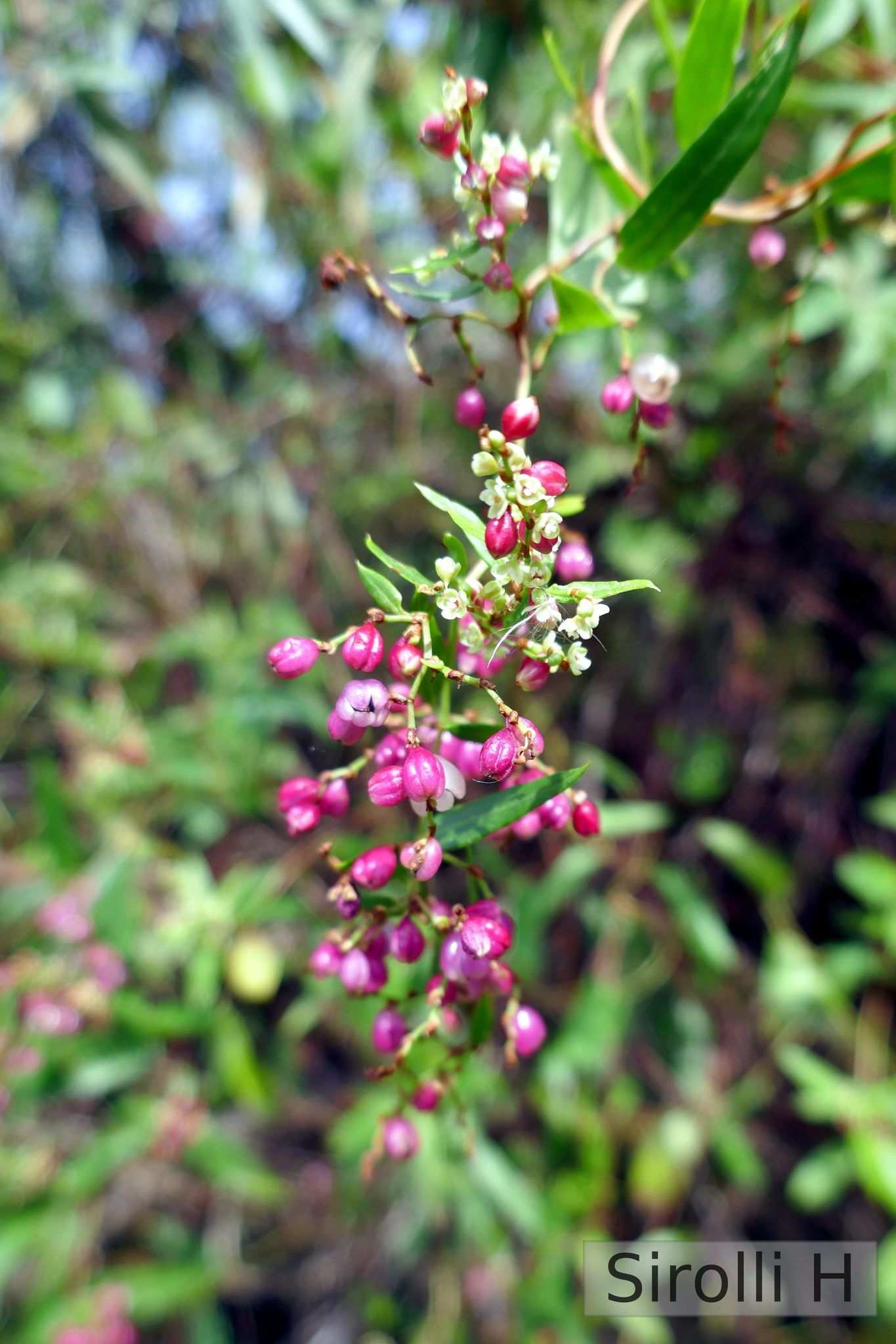 Muehlenbeckia sagittifolia