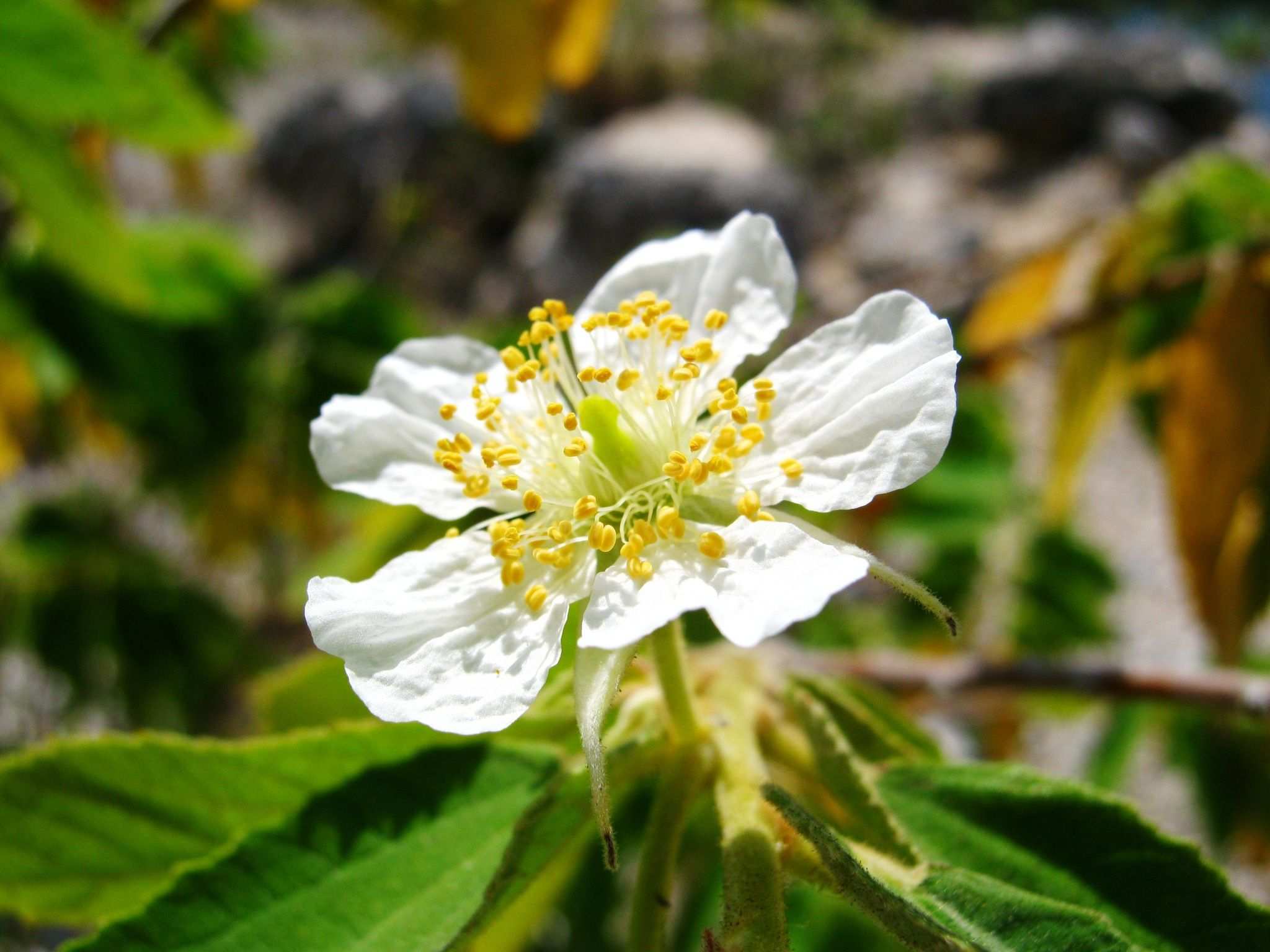 Muntingia calabura