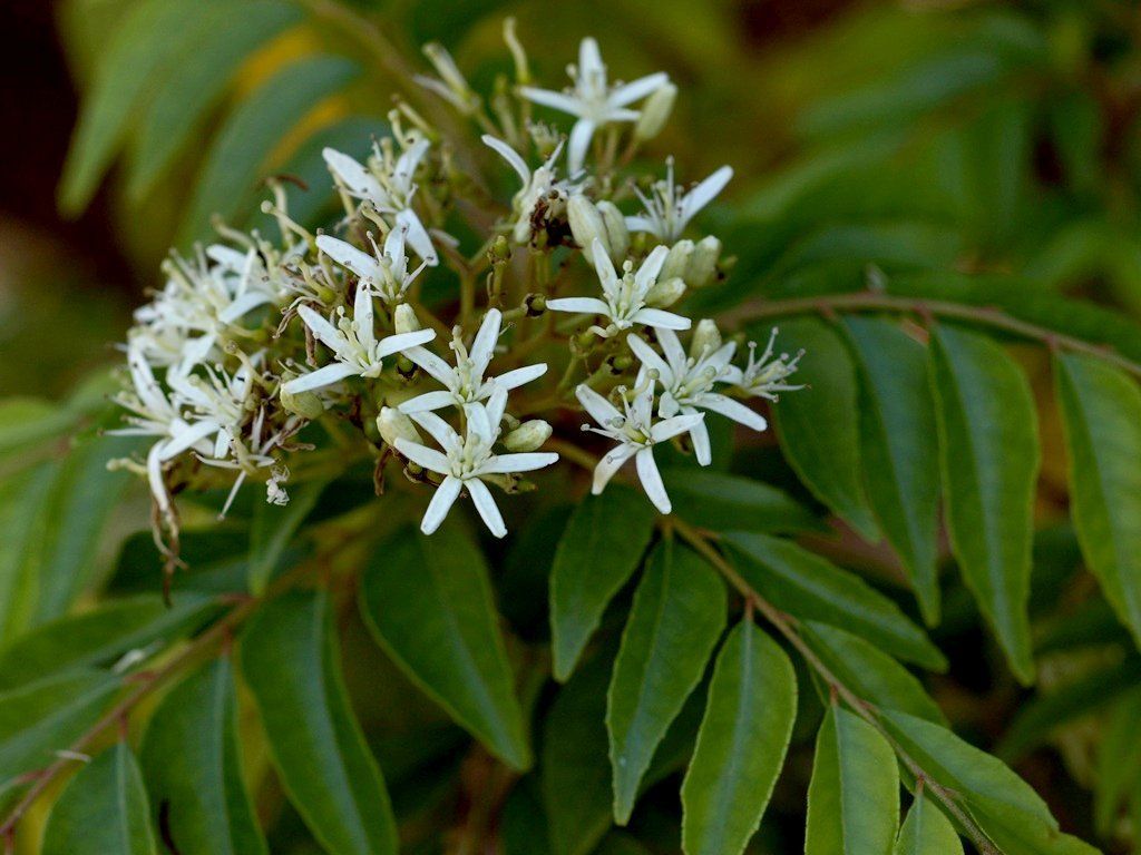 Murraya koenigii