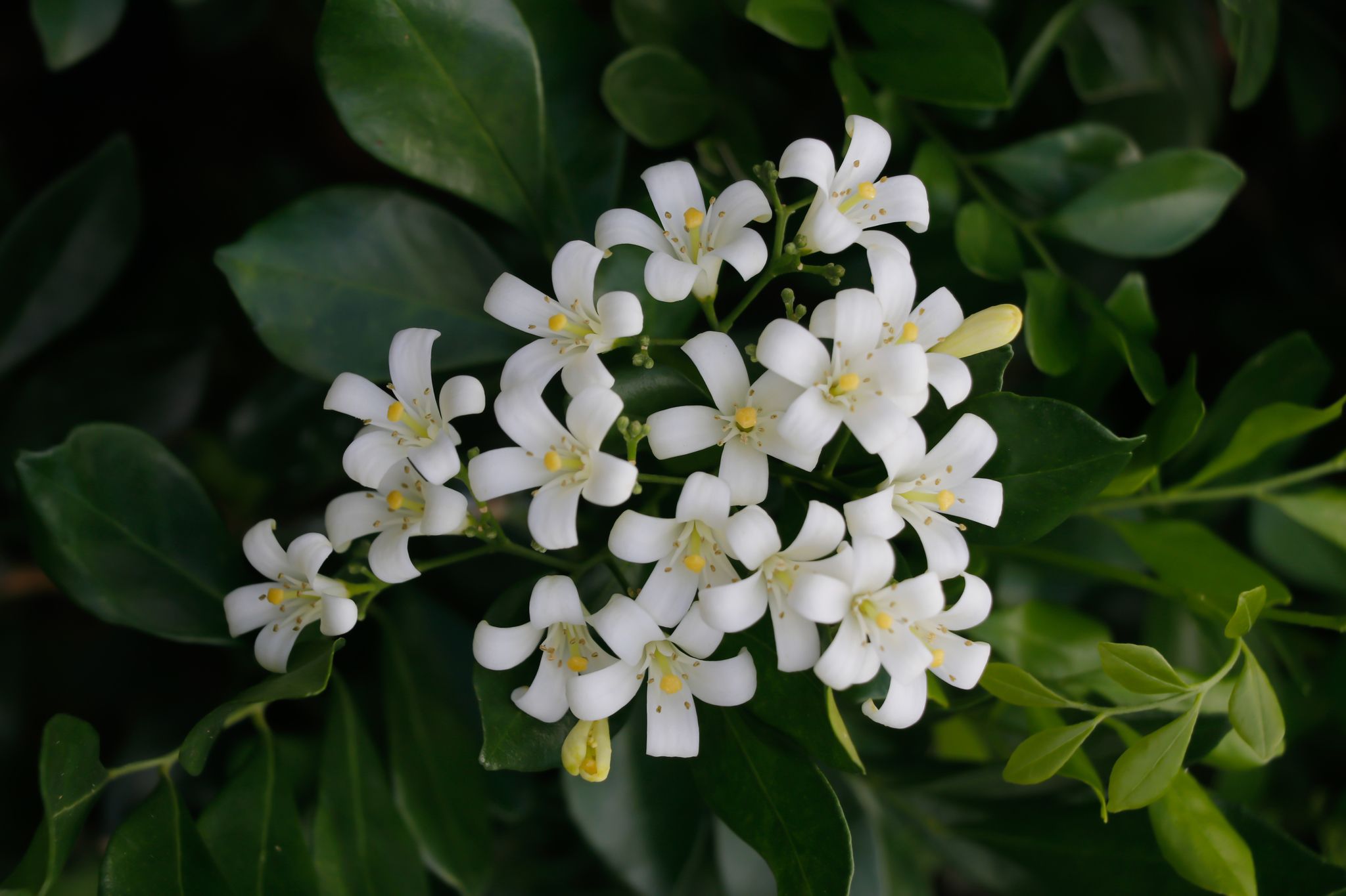 Murraya paniculata